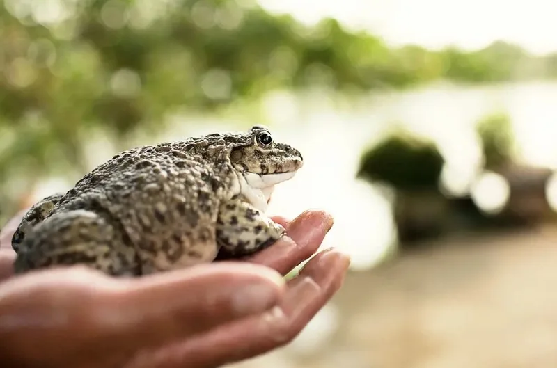 Nguồn cung, kích cỡ, chi phí nuôi và nhu cầu tiêu thụ ếch là những yếu tố chính khiến giá ếch biến động theo từng thời điểm.