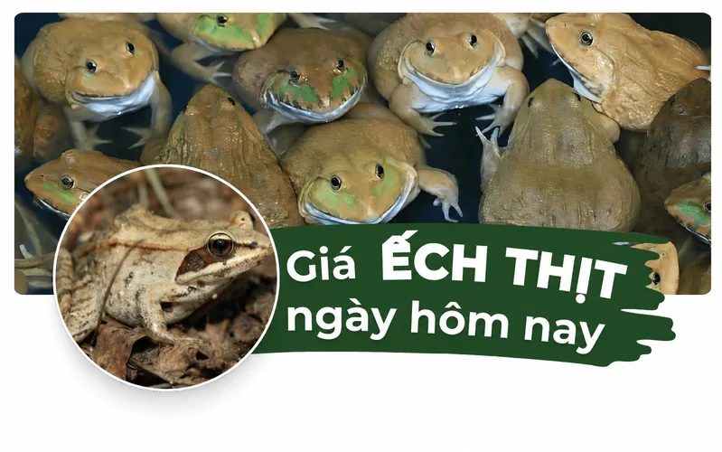 Giá ếch thịt tại miền Bắc có thể khác miền Nam do chi phí vận chuyển, nguồn cung, sức mua và thói quen tiêu dùng từng khu vực.