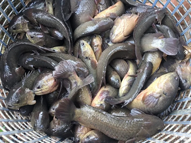 Canh cá rô Hưng Yên bắt nguồn từ đời sống đồng quê, nơi cá rô đồng và rau vườn gắn bó với bữa ăn dân dã.