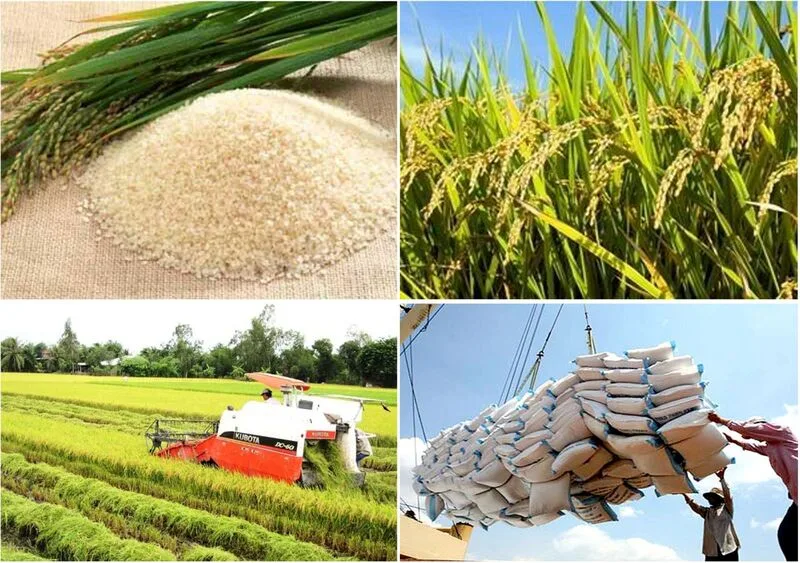 Giá gạo chịu tác động từ nguồn cung, thời tiết, chất lượng hạt, chi phí vận chuyển và nhu cầu xuất khẩu.